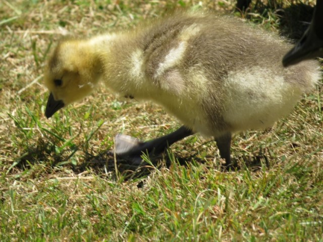 San Fransisco Zoo (57).JPG